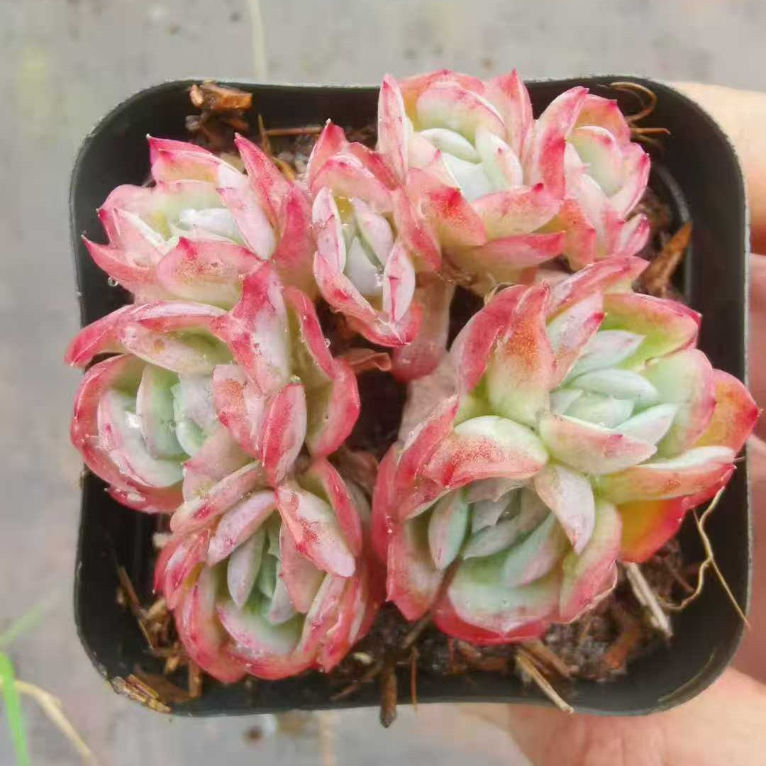 22014 ベリー（7cm pot）