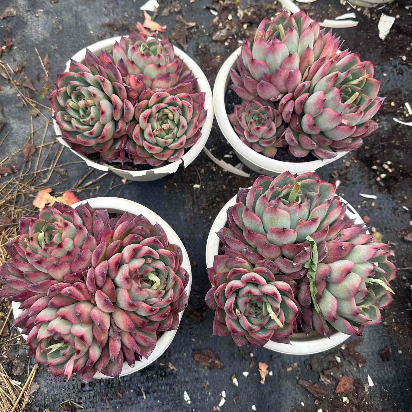 21295 ファイヤーピラー