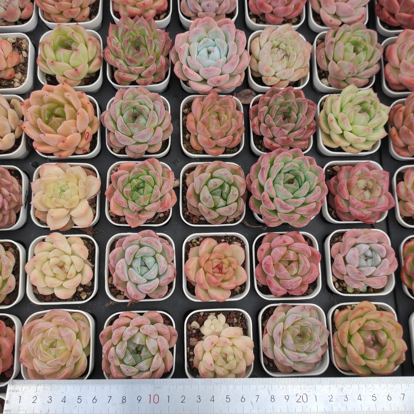 HG091 ミックス苗（5.5cm pot）