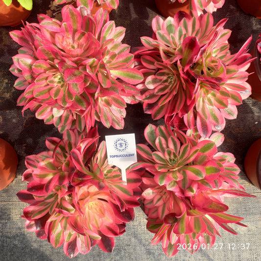 25475 アエオニウム　ウィッチ