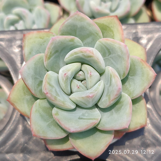 ZZA259 アマビレ（5.5cm pot）