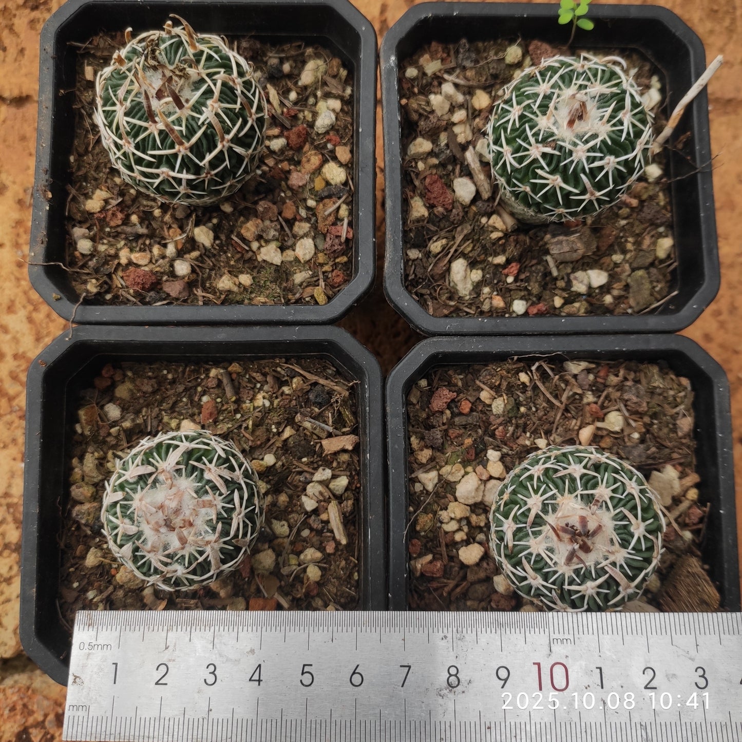 DMC040 エキノフォスロカクタス　白玉（7cm pot）