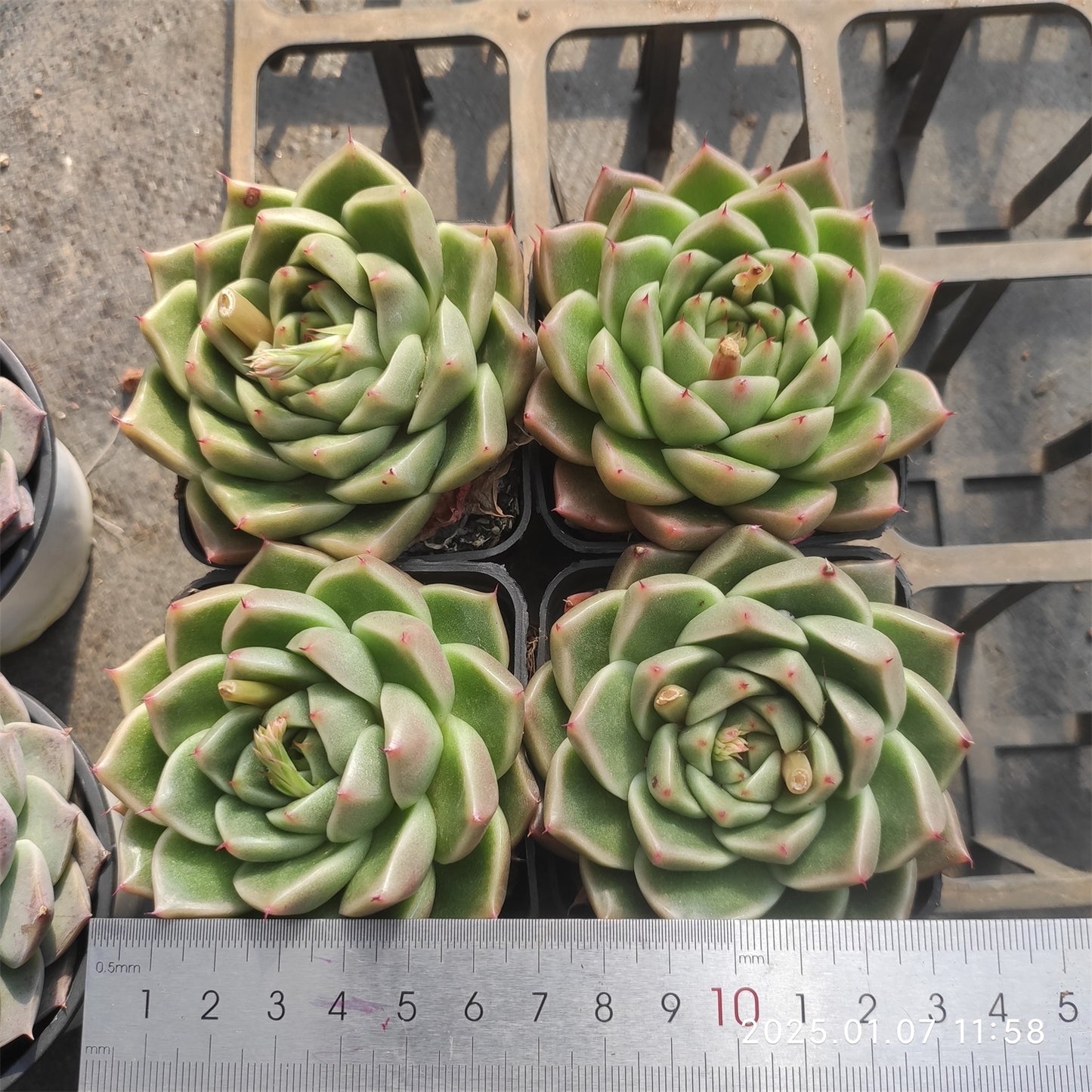 DWZ059 ソクヨン （7cm pot）