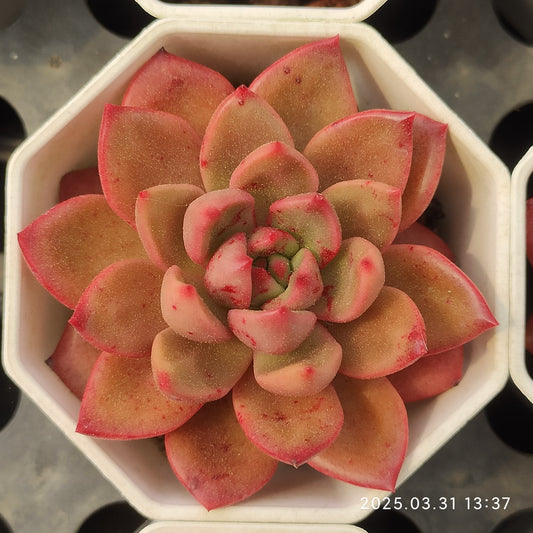 DWZ253 シャーロット Hyb （7cm pot）