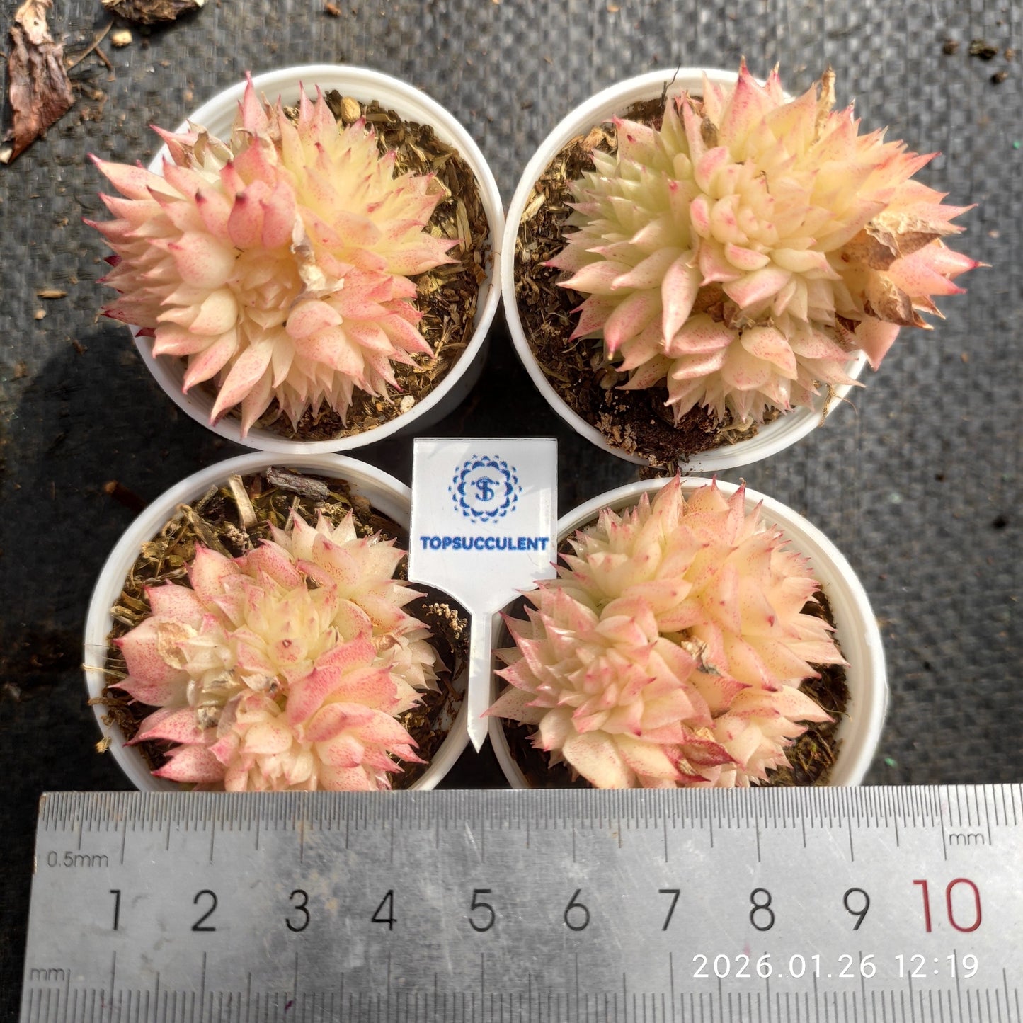 21284 バタフライ　マルギャン