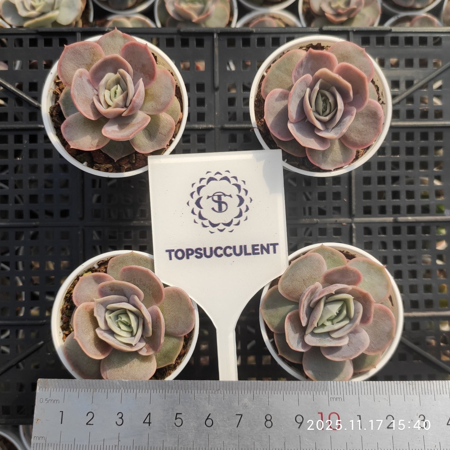 11551 ブルーサプライズ