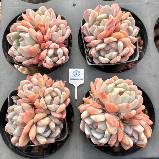 24498 オレンジモンロー