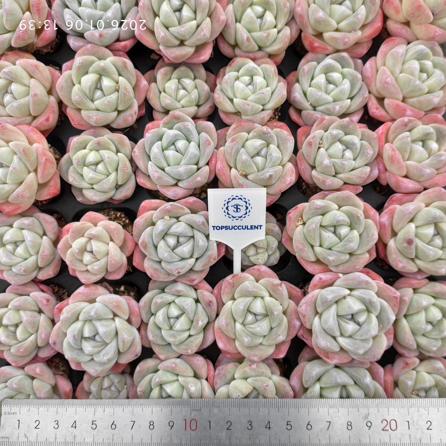 21768 アイスグリーン