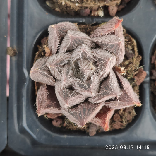 LMM403 小米雪（3cm pot）