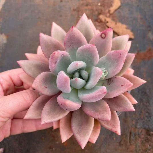 259741 ルビードナ