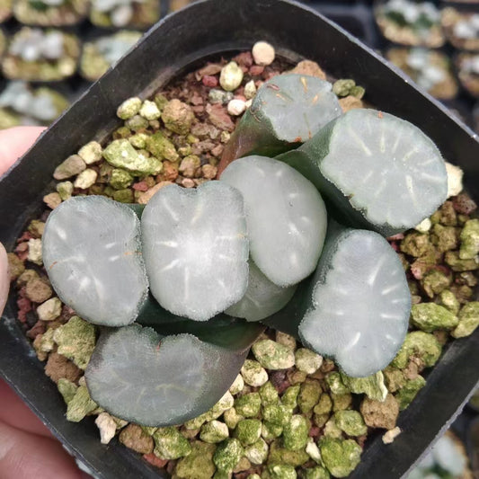 2125 モガニ 　ハクジレンツ（7cm pot）