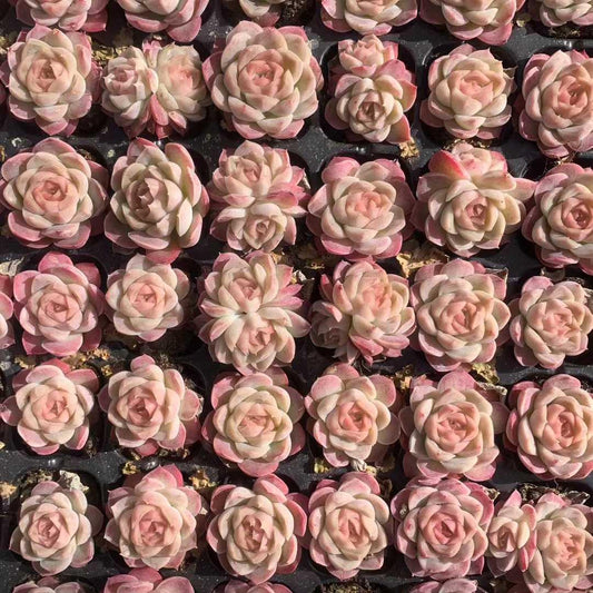 25460 ファンタジー ネビュラ