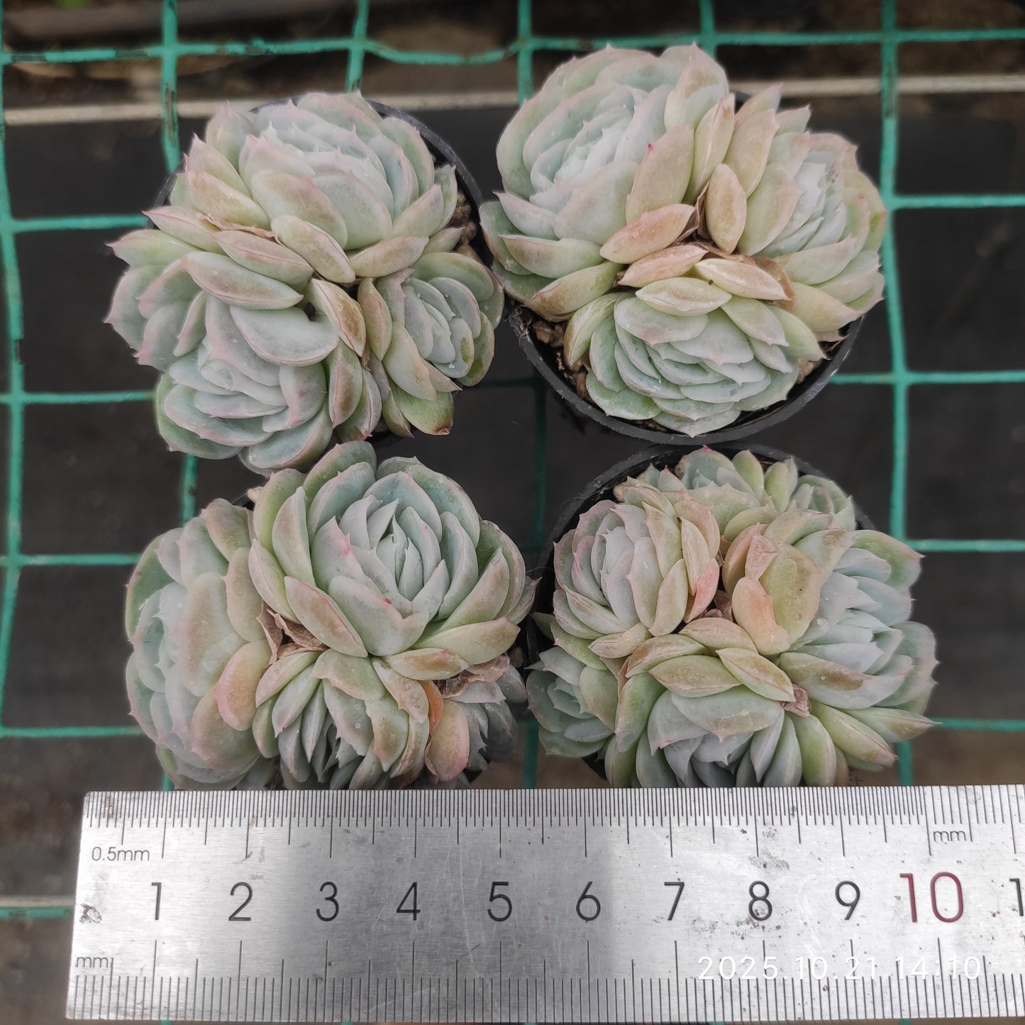 21913 ポトシナ（5.5cm pot）