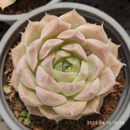 NGN404 パンドラ (9cm pot)