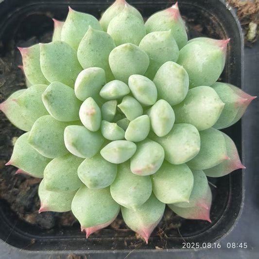 LG553 カーマイン ビーン(6.5cm pot)