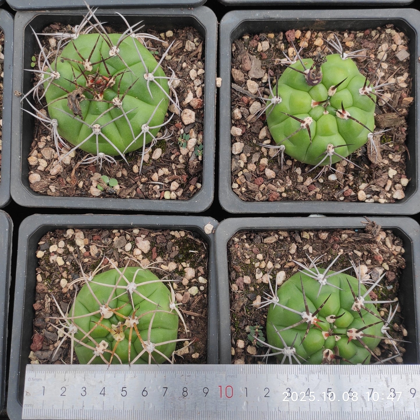 DMC062 良寛（10cm pot）