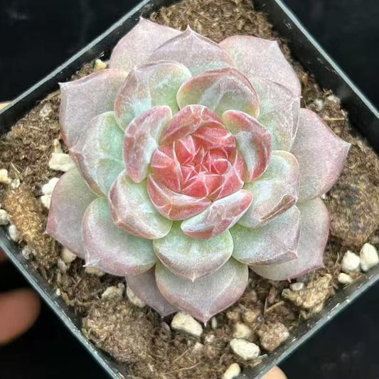 BL2017 クリスタル レイク（7cm pot）