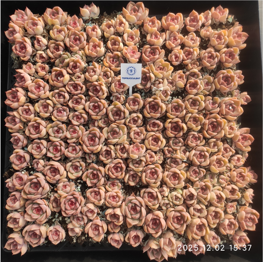 23024 キャンディー　ハートHyb（ポット苗）