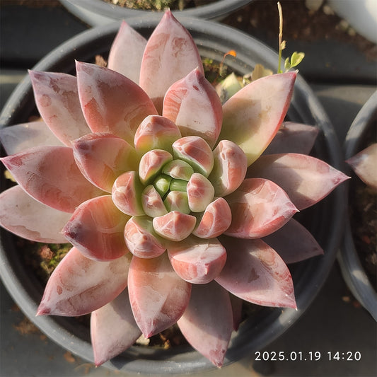 NGN421 アラカラー(9cm pot)
