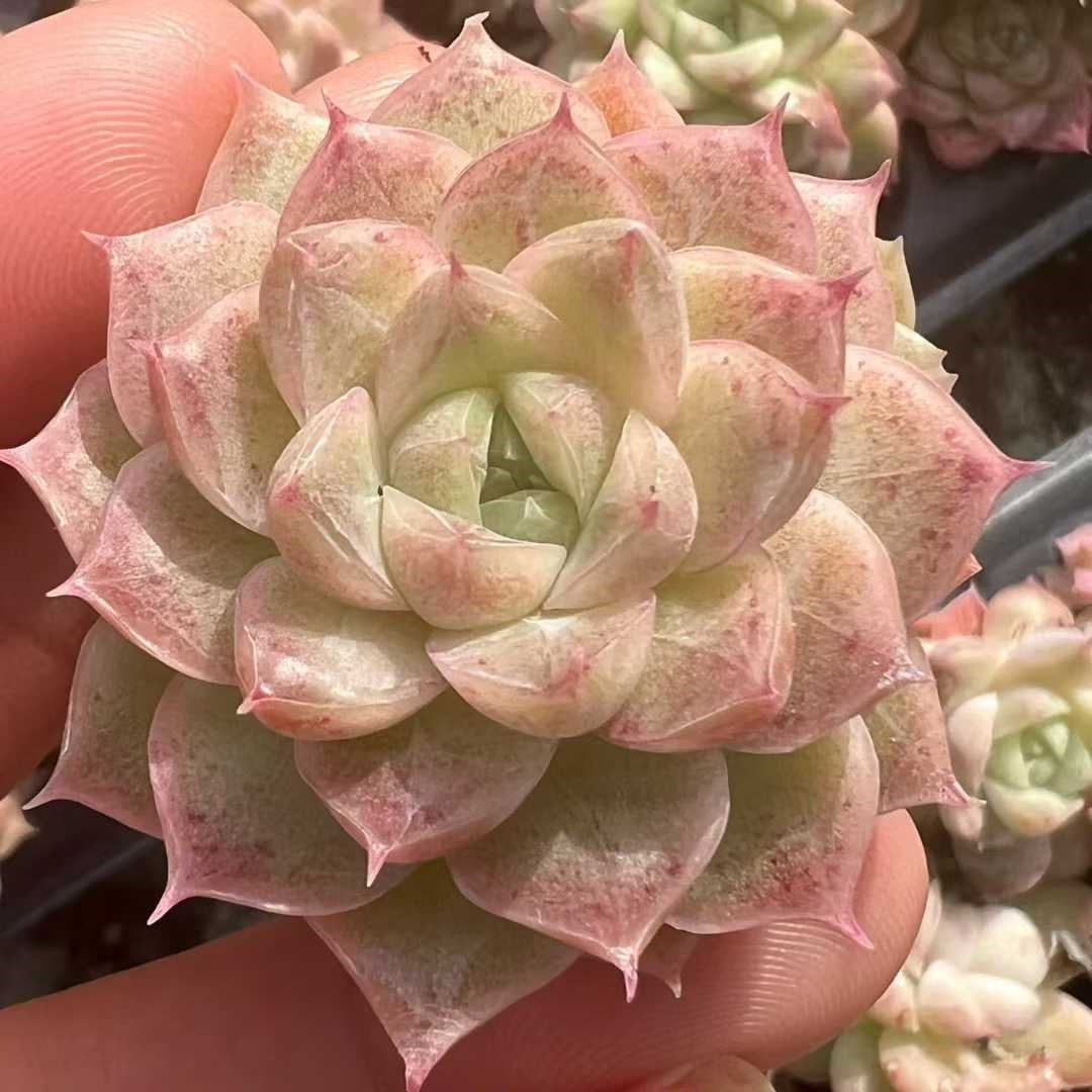 23485 オリンジ　ブロサム（3cm pot）