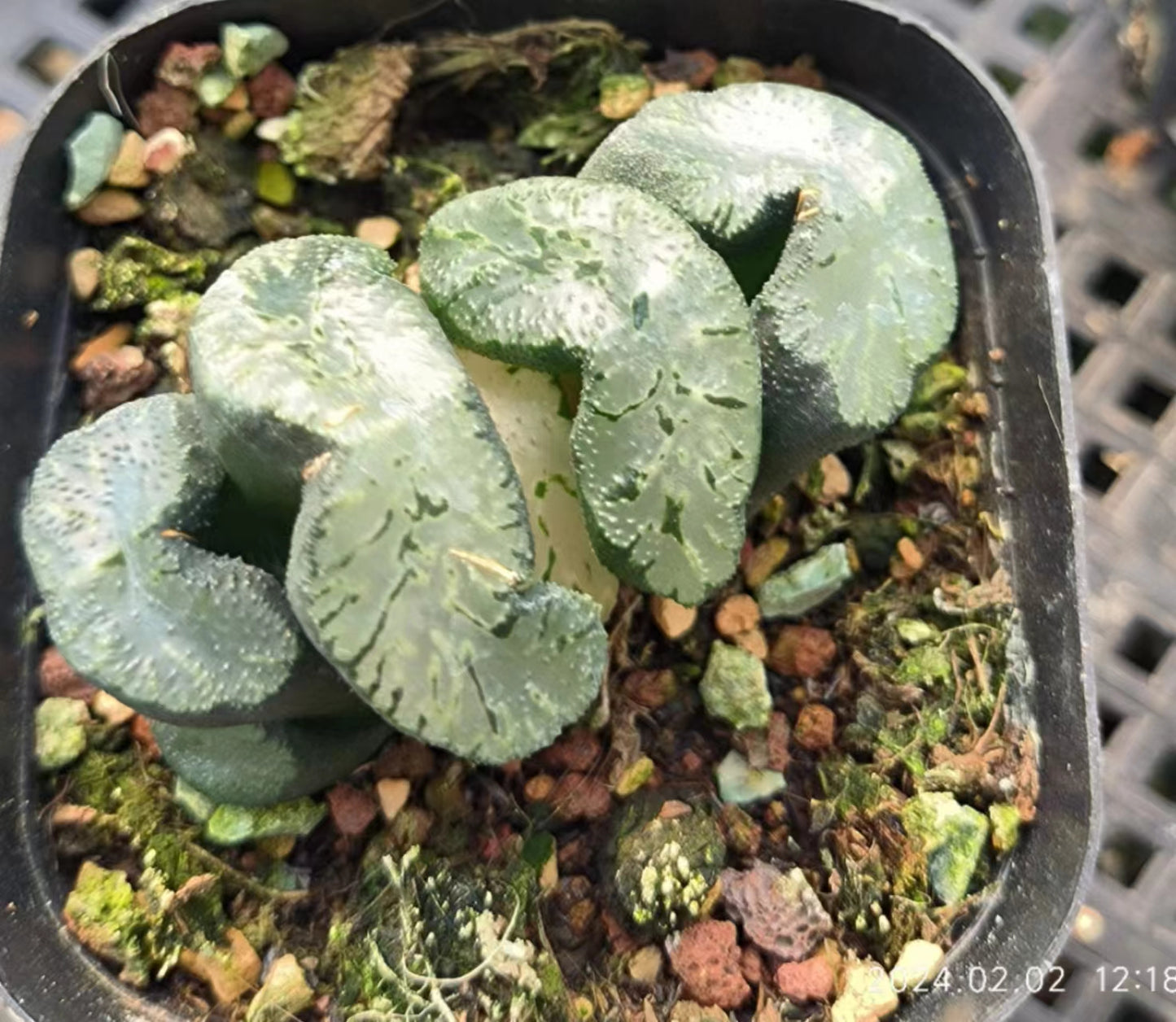 1454 武则天（6.5cm pot）