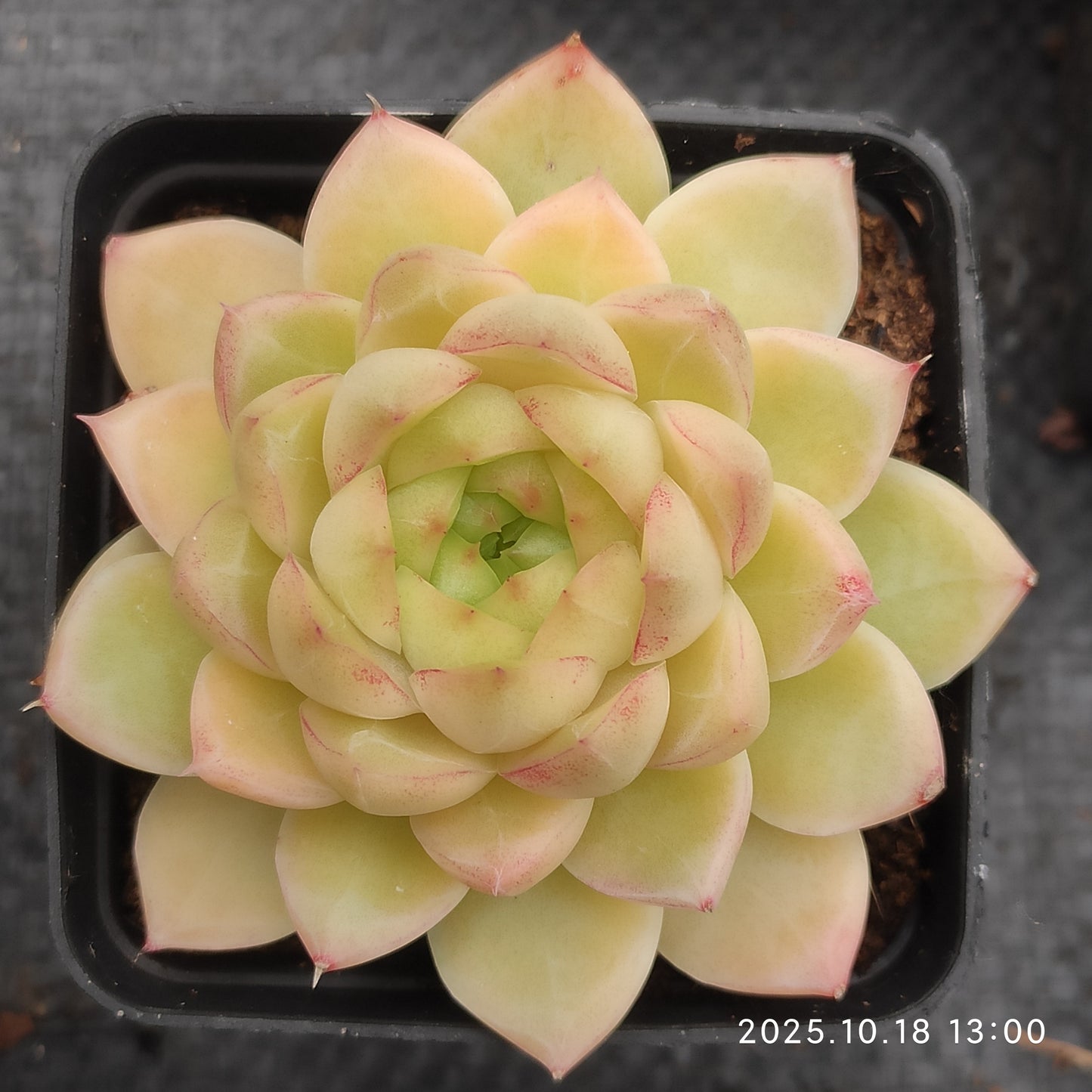 YBB363 レッドクィーン（7cm pot）