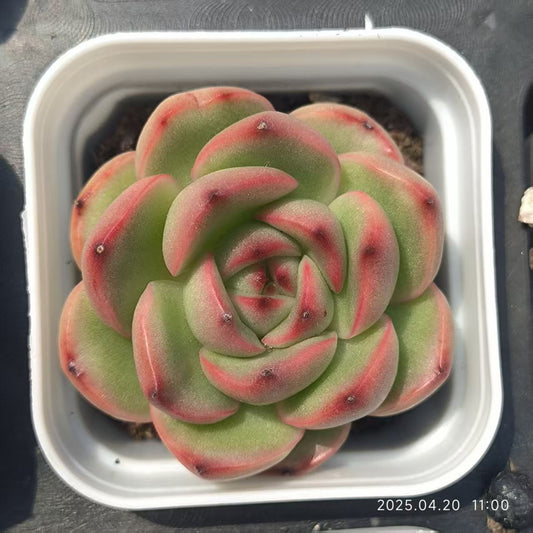 HC220 マールボロ （5.5cm pot）