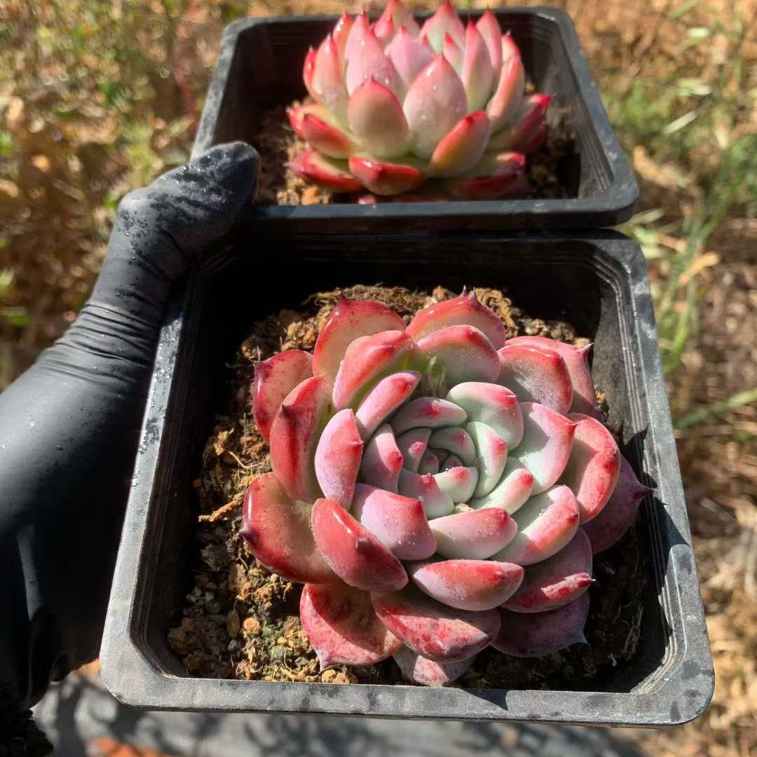 26223 オリジナル　コーローラッター