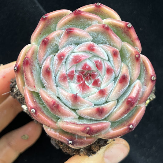 BL2077 コロラータ（7cm pot）