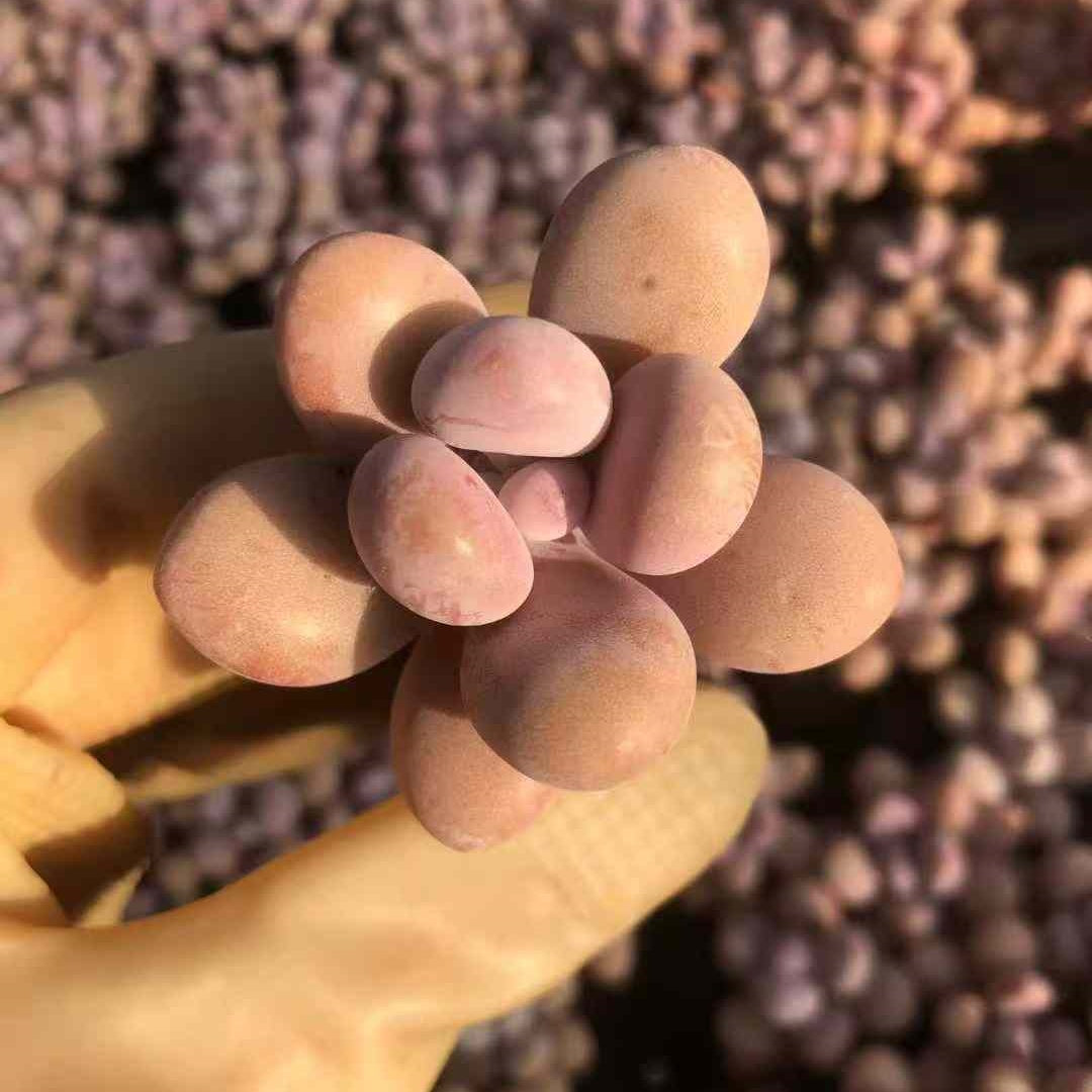 23610 アメジスチヌム（3cm pot）