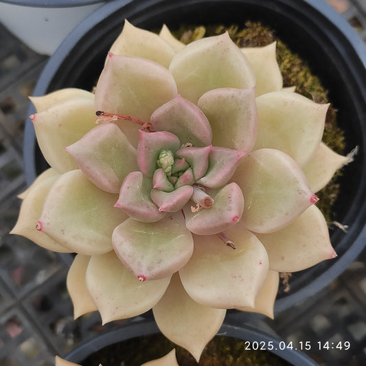 QN803 アリジェ（6cm pot）