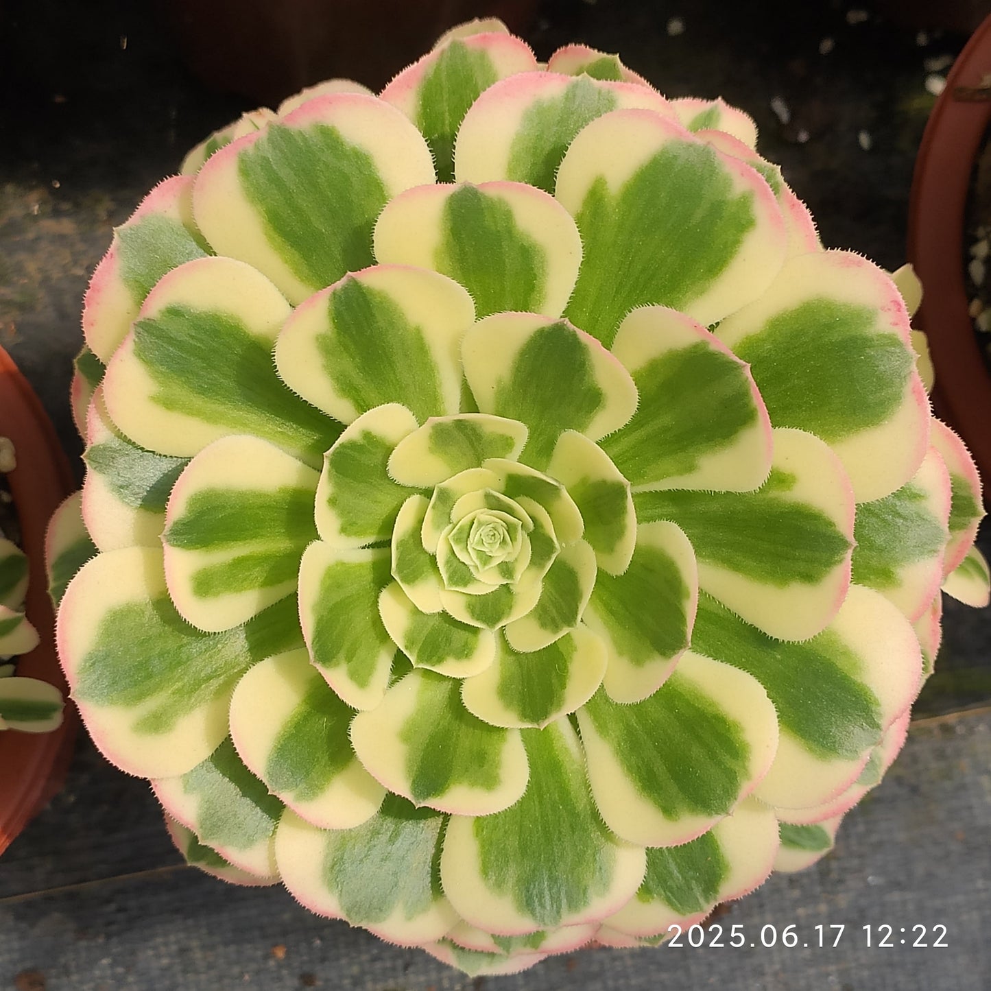 GDX006 アエオニウム　マバハ（18cm pot）