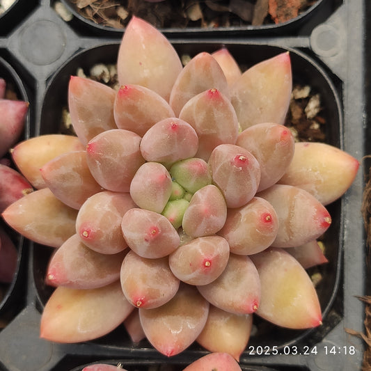 MMY390 ゴールドフィッシュ  （6cm pot）