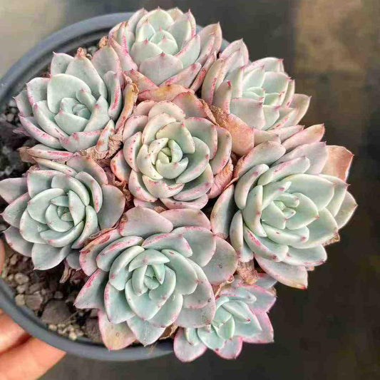 22695 ピーチス＆クリーム錦