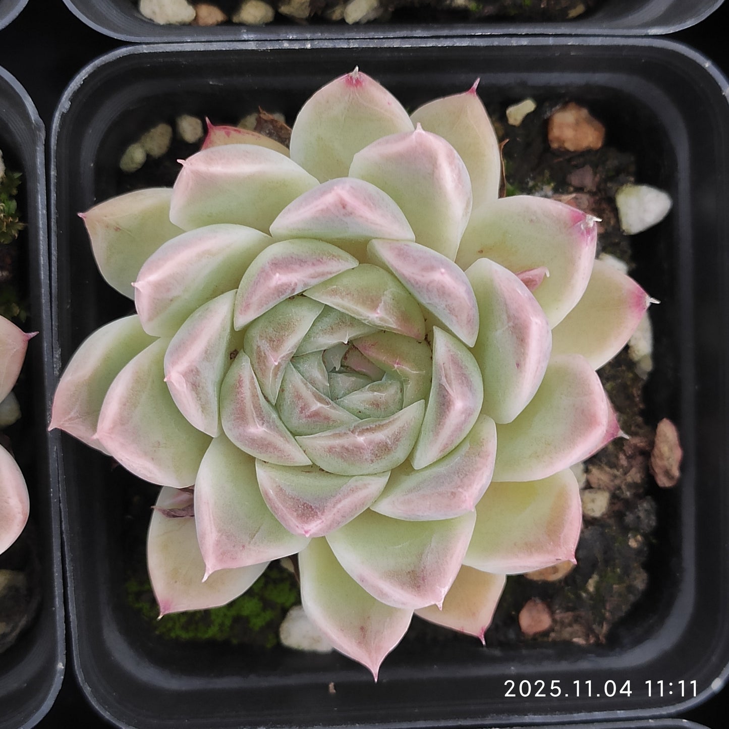22268 ウェルテル x ヘレナ（7cm pot）