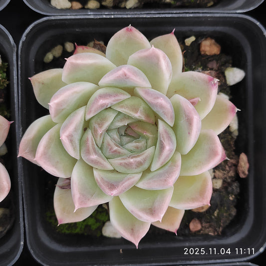 22268 ウェルテル x ヘレナ（7cm pot）