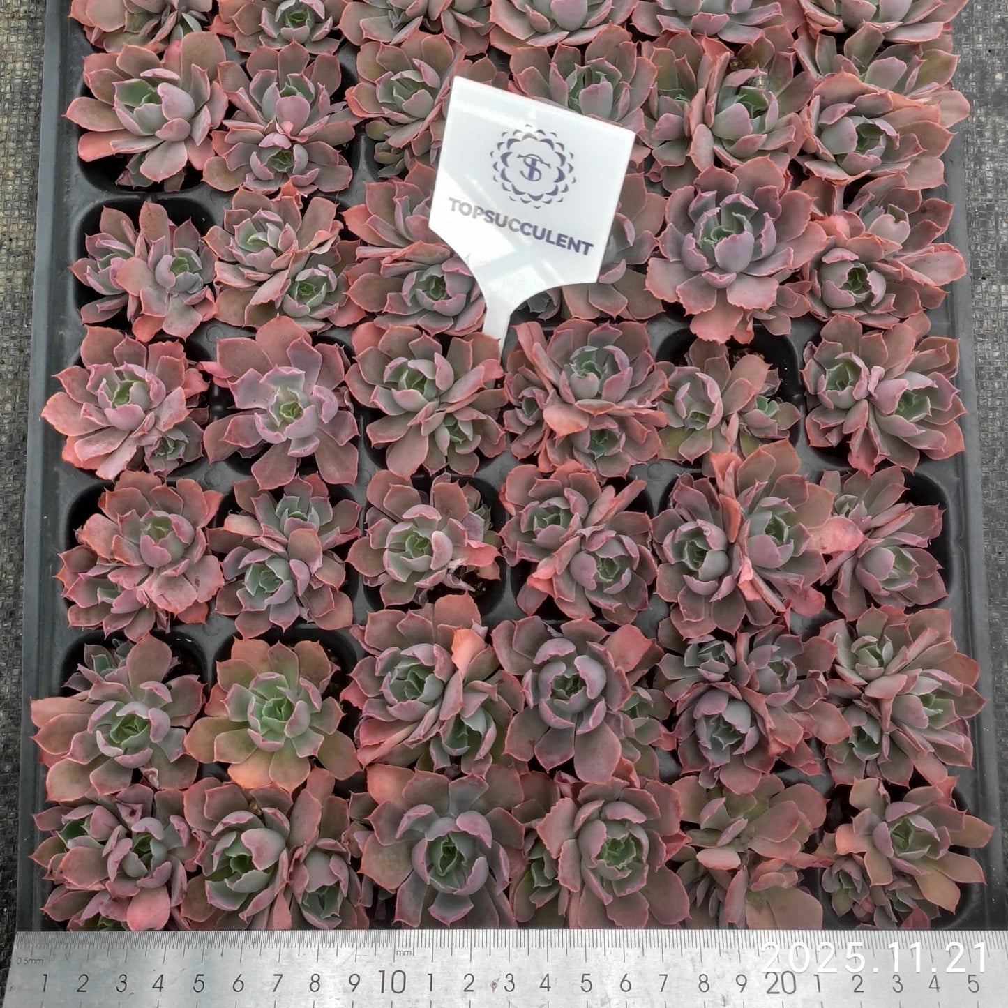 220717  ネオンブレイカー（3cm pot）（ポット苗）