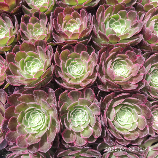 ON753 アータスコープ（7cm pot）