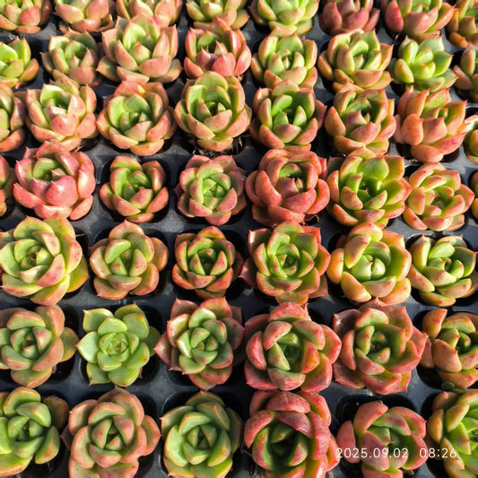 XS1047 レッドピーチ ビューティー（3cm pot）