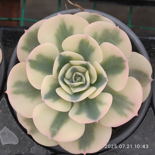 MMY463 ルノーディーン(9cm pot）