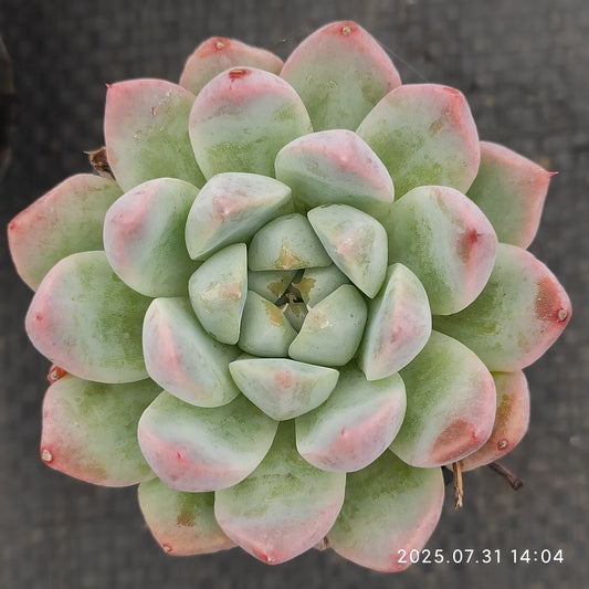 MMT861 ドリームスーツ（5.5cm pot）