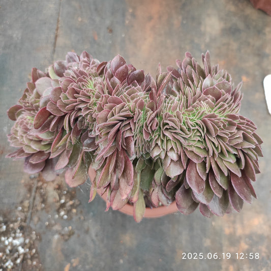 BC018 アエオニウム　ハロウィン綴化（17cm pot）