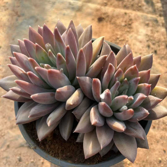 24077 ファントム　ビューティーHyb