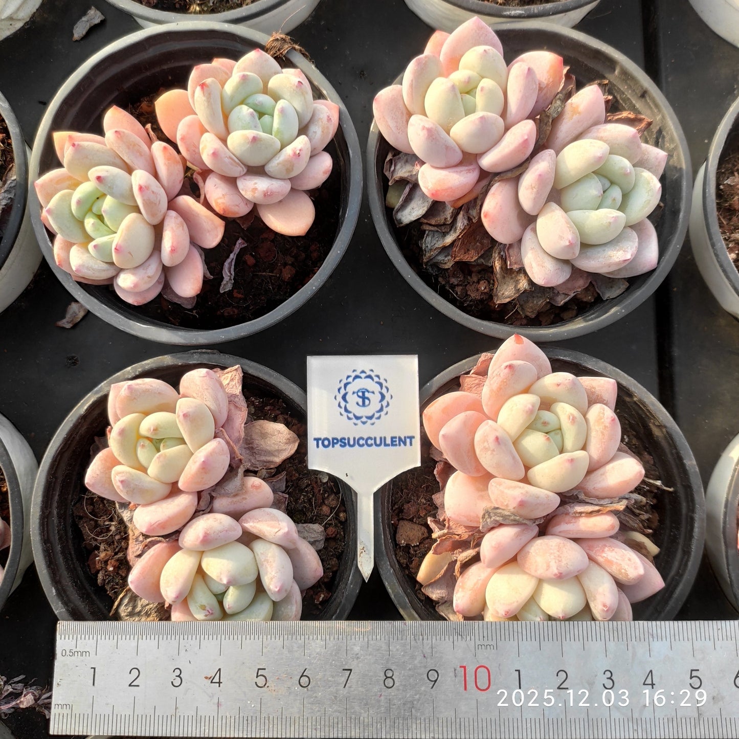 23162 クラバタムHyb