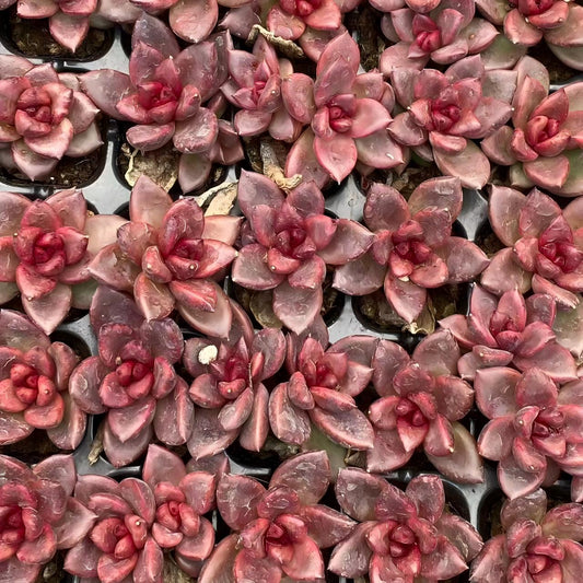 23207 レッドローズ（3cm pot）（ポット苗）