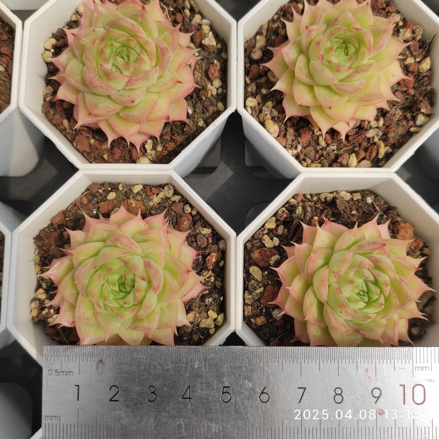 WWA104 クィーン x ピンク　クリスタル　ローズ(7cm pot)