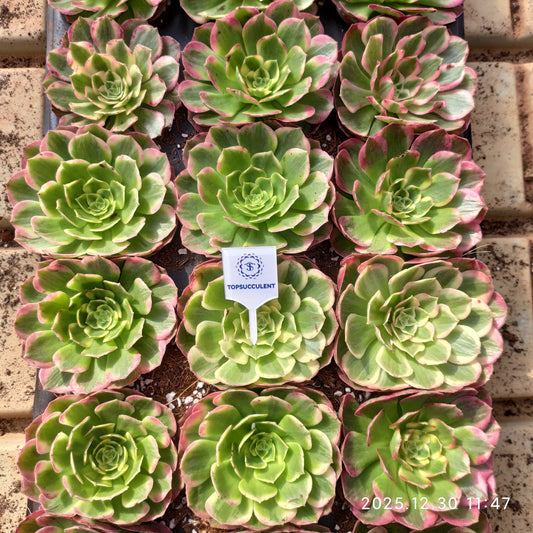 14158 アエオニウムシーキング