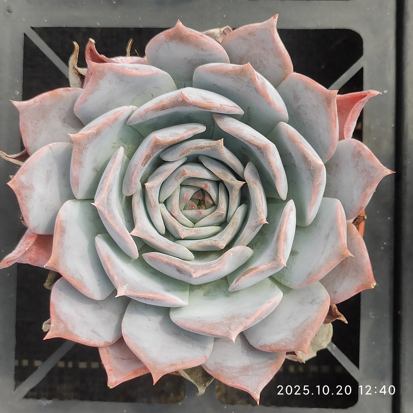 ZXX329 ルシーナ（12cm pot）
