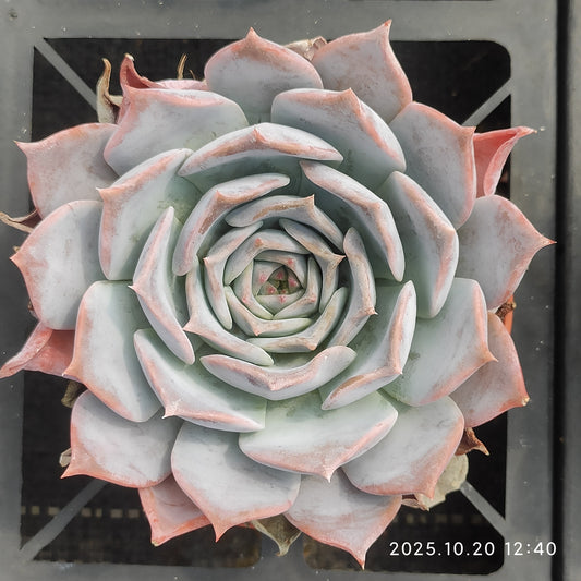 ZXX329 ルシーナ（12cm pot）