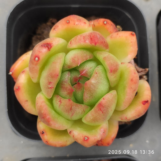LMM396 ラッキーフェイス（6.5 cm pot）